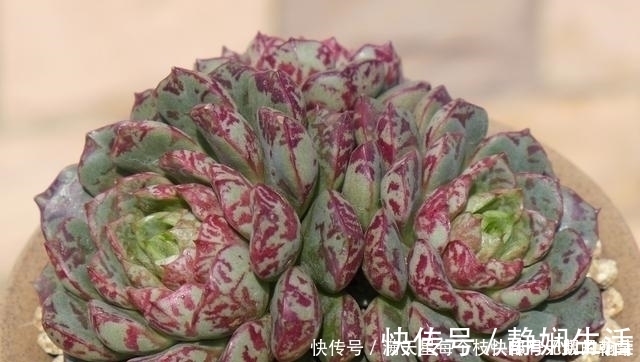 适合新手养护的4款经典多肉,便宜好养易上色,花友几乎都养过