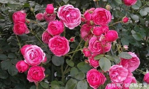 有个小院子，定要种上5种花，轻松开出花海，邻居看了羡慕！