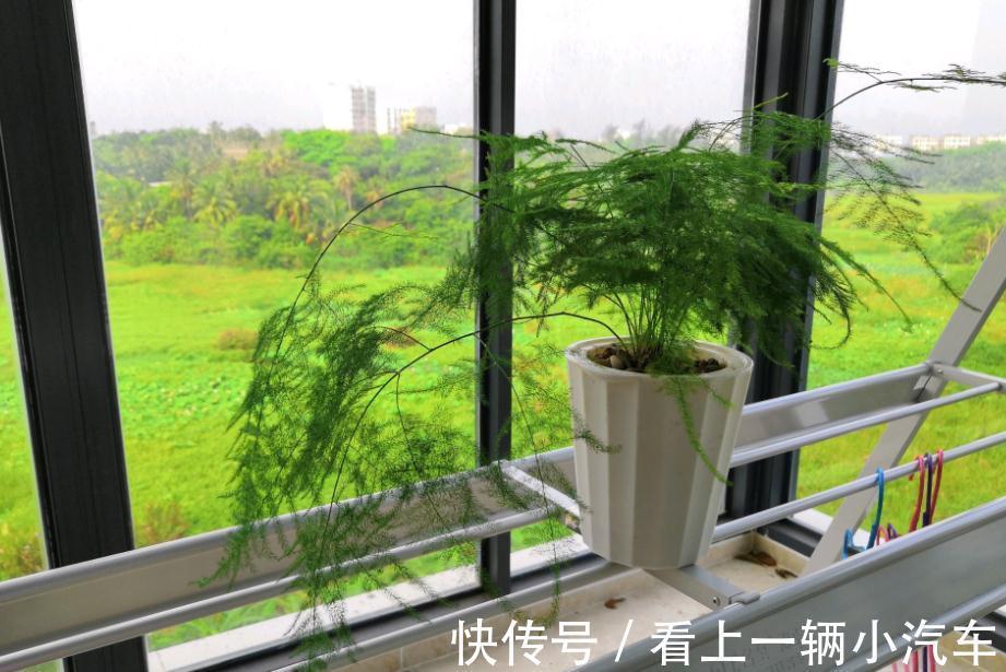 天冷养文竹，常做“3个小动作”，新芽咕咕冒不停，枝叶常青