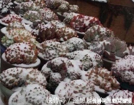 科研|你是在养多肉，不是在搞科研，低温露养要不得！