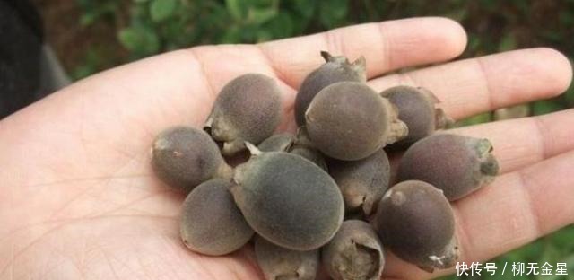 桃舅娘|它在山里成片生长,却一直少受重视,殊不知果实如此的珍贵