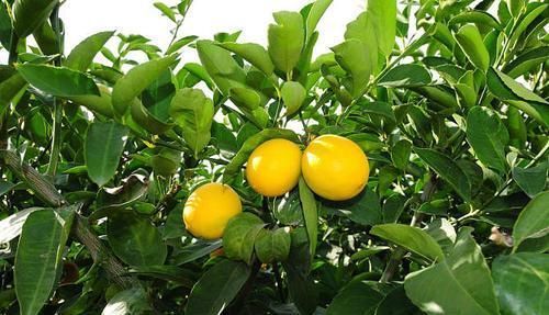 3种带香味的树,家里养一棵,四季清香,人人见了都喜欢