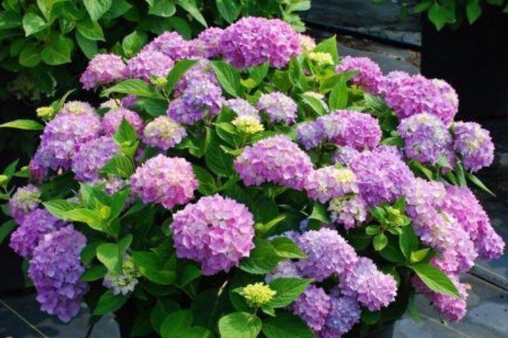 养花就养这几款,全年开花不停,开花喜庆又好养,满屋飘香!