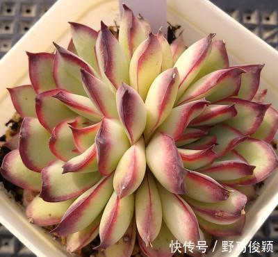 灵隐|此款多肉植物,颜值高好养护,叶尖红红的,谁见了都夸美!