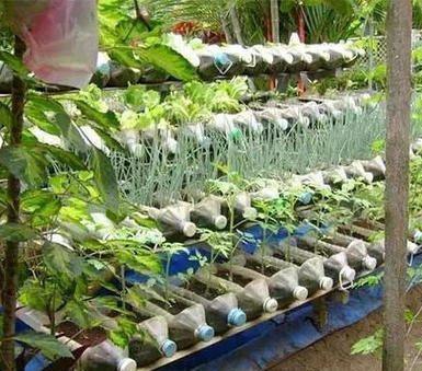 4步教你盆栽小葱,又粗又“肥硕”,不用再去菜市场买啦