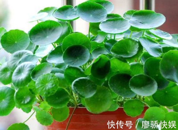 疯长|春夏最适合养“3种花”,浇点水就疯长,叶子油绿花朵多!
