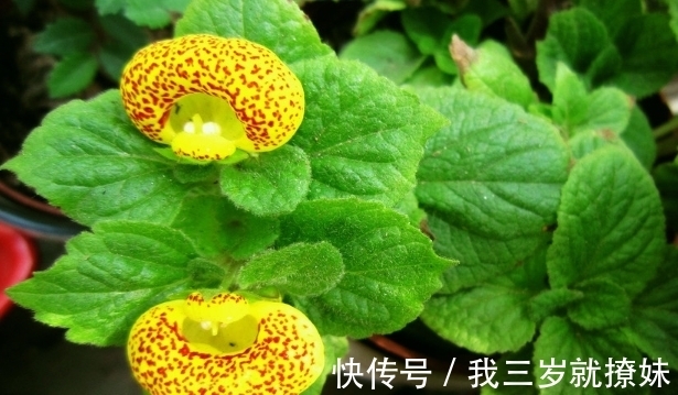 安第斯|此花开花时花型独特,是一种能够送财的花,代表着财源滚滚