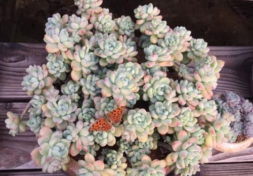 养多肉有4忌，避开了才能长得胖乎乎，独苗变成群生小老桩