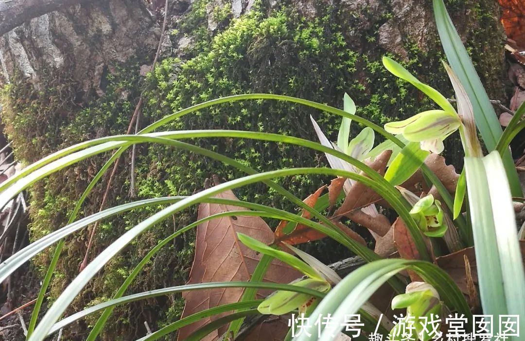 兰花春化的技巧,谨防花苞在冬眠期复苏,新手兰友想做却不敢做