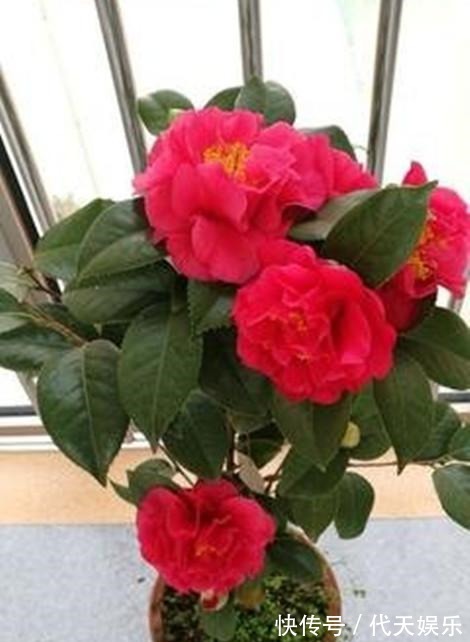 此花漂亮不输牡丹,好养似绿萝,芳香四溢,花大色艳,形神兼备