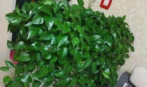 植物|老花农养植物从不买肥料，浇水时加点它，绿萝一个月能窜上天