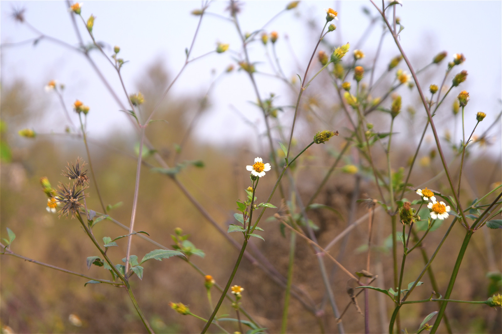 果实|农村有种“鬼不缠”的植物，是流落民间的中药材，小时候当暗器