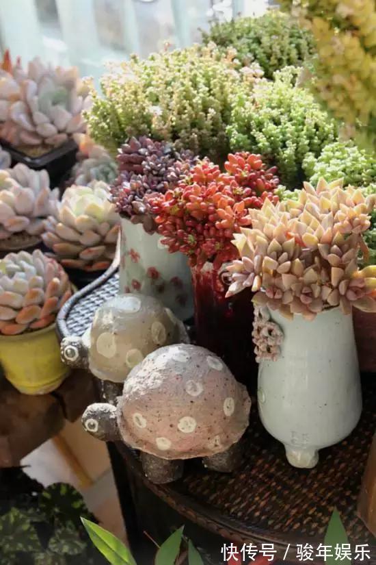 养花换土太麻烦,丢下这“2物”,土壤焕然一新,养啥花卉都爆盆