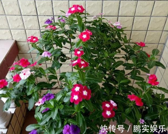 养护|养花技巧粗生粗养也能四季开花!少养1种都觉得亏了