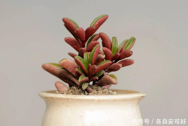 多肉上色四要素,少一个,颜色都不完美!