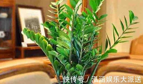 土豆根|养好金钱树,浇水“三年功”,伺候好土豆根,长满一盆“金钱叶”