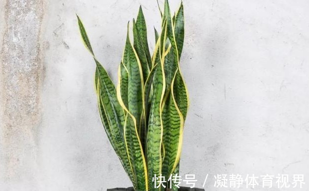 喜欢养花，先戒掉7个坏习惯，不然啥花也养不好，你占了几个？