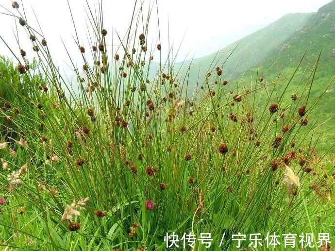 麦门冬|一味灯心草，治病大功效！民间11种妙用法，11大病症皆消除！