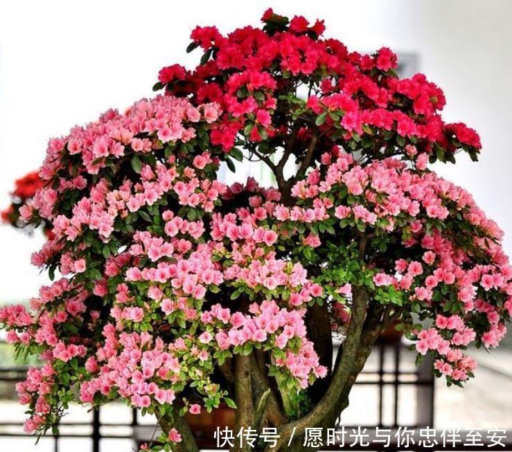 4种花养家里,冬天非但冻不死,还花开不断,满屋子都飘香