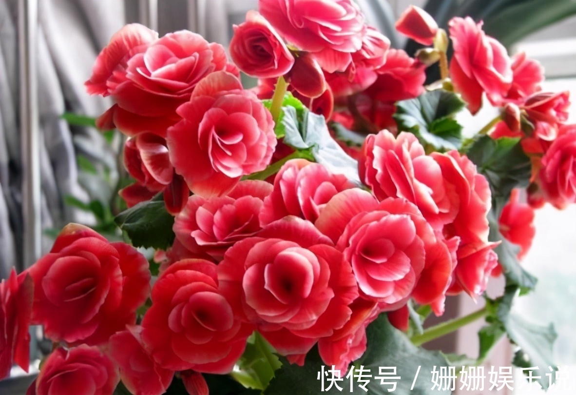 公认难养的4种花，之所以养不好，是因为你触碰了它们的“弱点”
