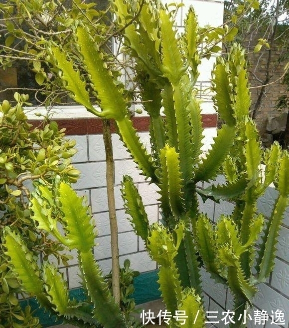 家里养花“讲究大”,2种花“镇宅”, 2种花旺家,要养起来