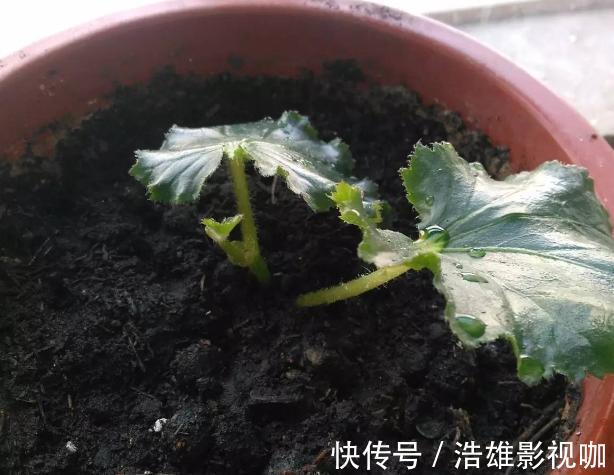 施肥|这些“老话”通俗易懂,能叫养花人少走弯路