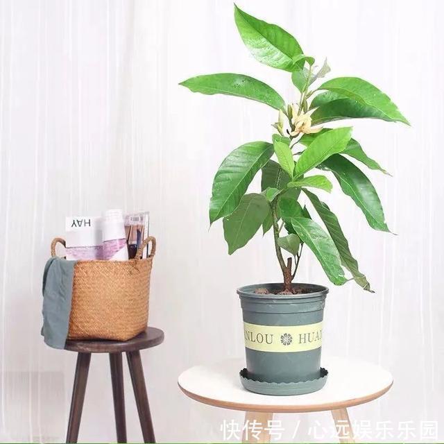 湿润|6种佛教圣花,个个都是吉祥花,家里养一盆,养心又养身