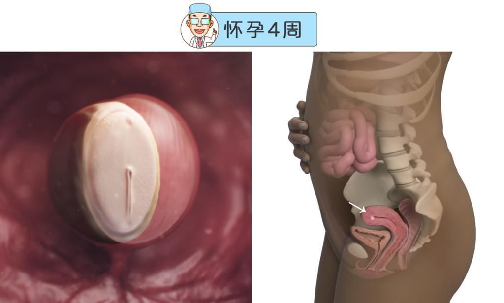 婴儿|最全的怀孕周期图鉴,感受从受精卵到婴儿的神奇变化!