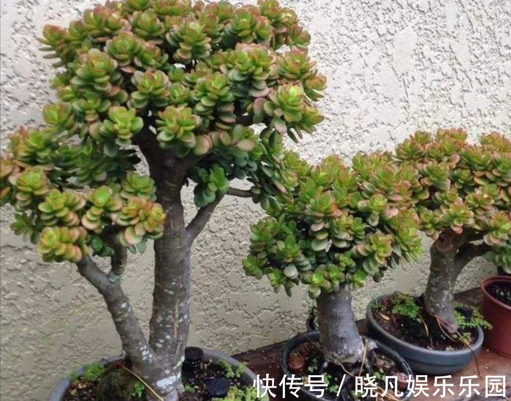 人养花,花养人,6种花越养越健康,养人又旺财