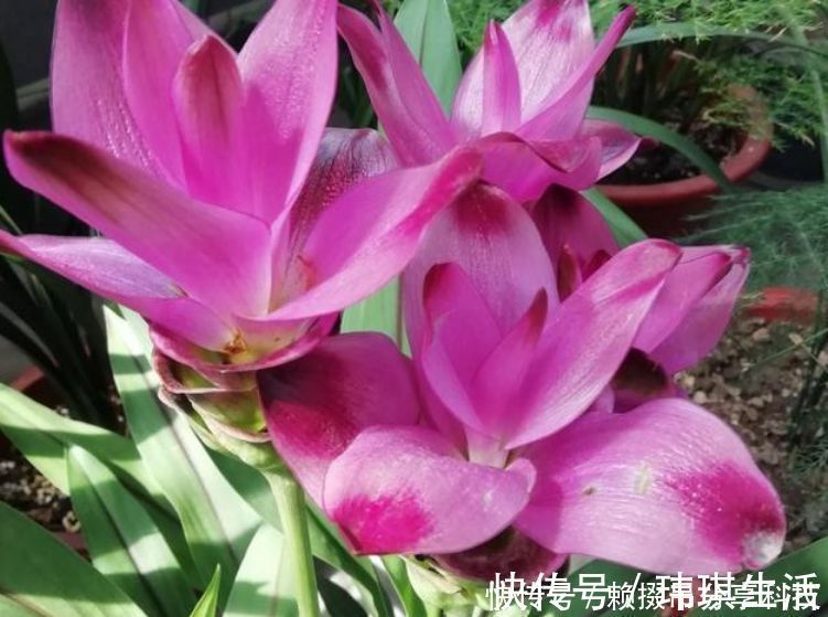 姜荷花|盆土里种块“姜”，7天发芽，30天后长出“大荷花”，太漂亮了