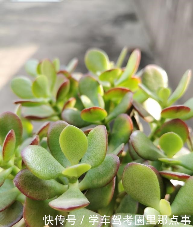 能活几十年的花,家里养一盆,还能作传家宝!