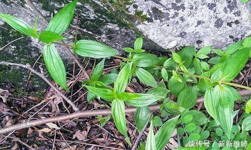 根茎|根茎酷似人参，人称“吸脓草”，拔脓效果极佳，炖汤喝身体棒