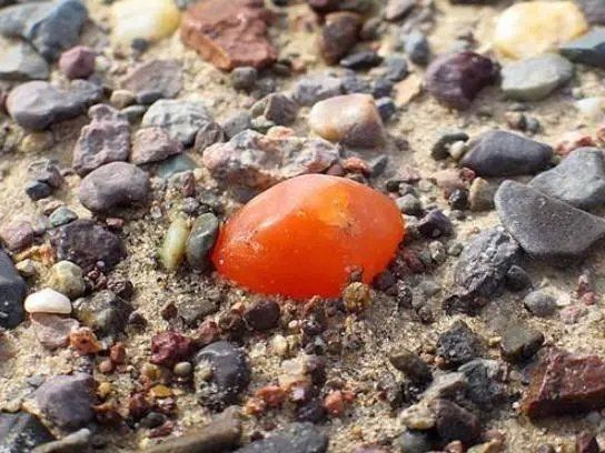 石头|想要知道你捡的到底是不是玉,可以试试这4个方法,一验便知