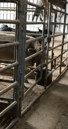 |搞笑GIF:被柠檬酸倒的宝宝,这辈子估计不想再吃这个水果了