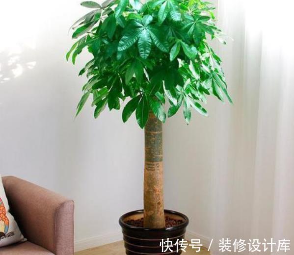 发财|新手养发财树,随时随地都在浇水,难怪叶片发黄还烂根