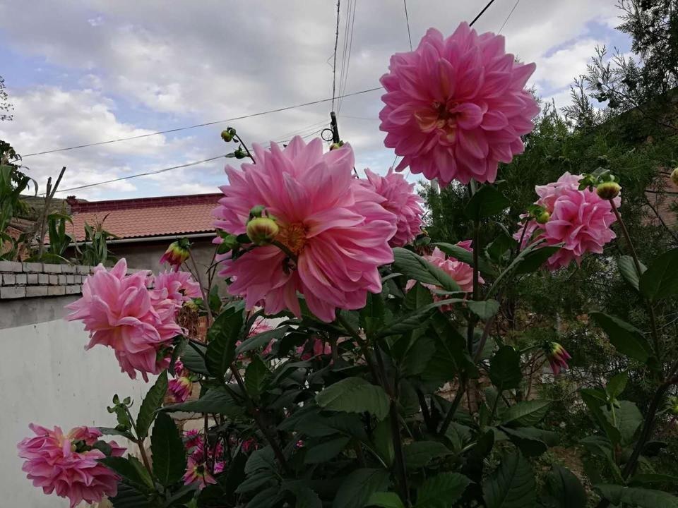 光照|农村院子里，一定要种上它，花色丰富，观赏期长，为庭院增资添色