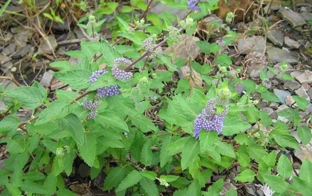 短毛|农村这野草叫“山薄荷”,对皮肤瘙痒有帮助,遇见记得采摘回家