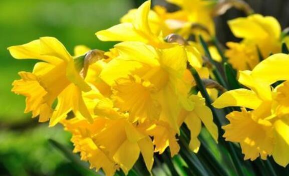 丽花|7月8日开始,养花试试这几款,疯狂开花,花开繁盛花香怡人