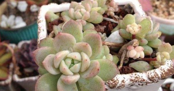 夏季养多肉需要换土，按照5步修根缓苗，新手小白皆可轻松上手
