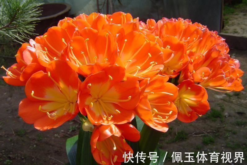 花盆|想要君子兰一花多箭,现在就得做好养护,背熟5句话,用上就管事