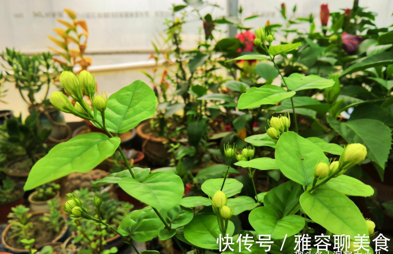 入冬茉莉需“虐养”,拦腰一砍再“一闷”,憋出新苞,芬芳小半年