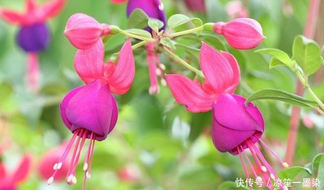 今年最流行的花朵之一倒挂金钟,开花多不占地!