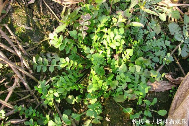 这5种食材,补钙效果比牛奶还强,便宜好吃不贵,孩子常吃长得高