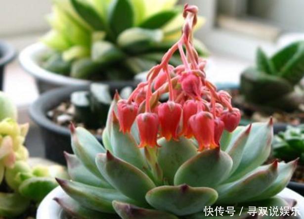 3种花与月季不同,长出“花苞”马上剪,要不颜值低