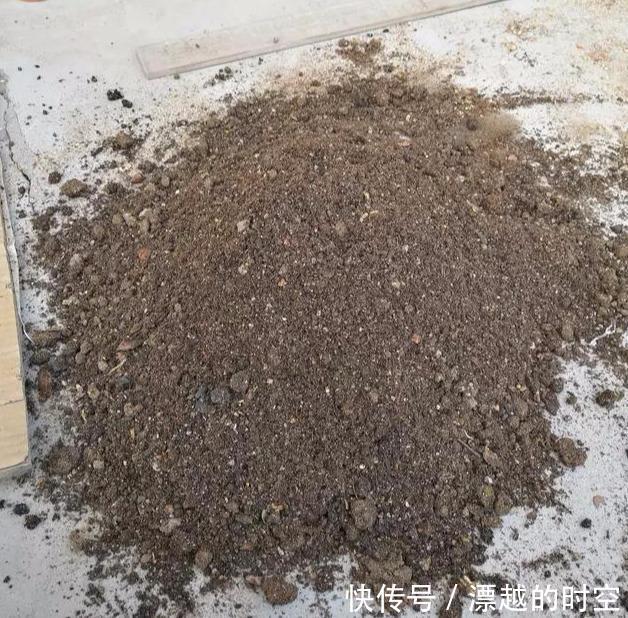 长寿花|刚买的长寿花,换盆做好“3件事”,蹭蹭长新芽,开花就爆盆