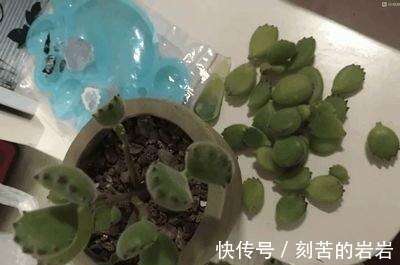 阳台上|夏天多肉的3个“臭德行”,教你几个绝招,轻松度夏