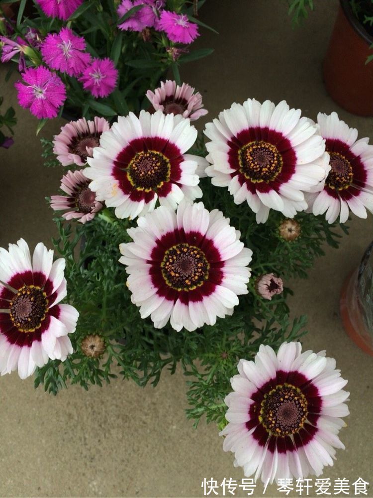 阳台|这几款植物养在家里，一年四季开花不断，阳台开成花海！