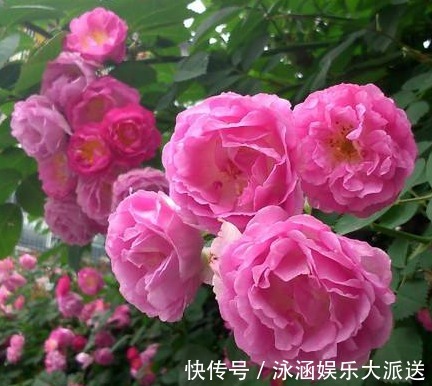 红晕|养花就养妖艳的,花瓣红晕湿透,心有猛虎嗅蔷薇,养在家中极美!