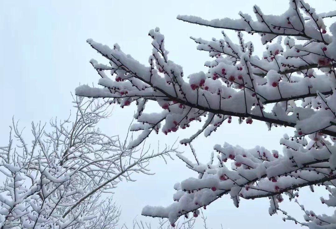 费玉清|踏雪寻梅暗香来，临安赏梅正当时~