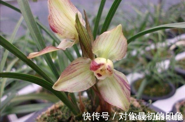 养兰新手必知，要便兰花多发苗、发壮苗，“这个动作”不可不做！